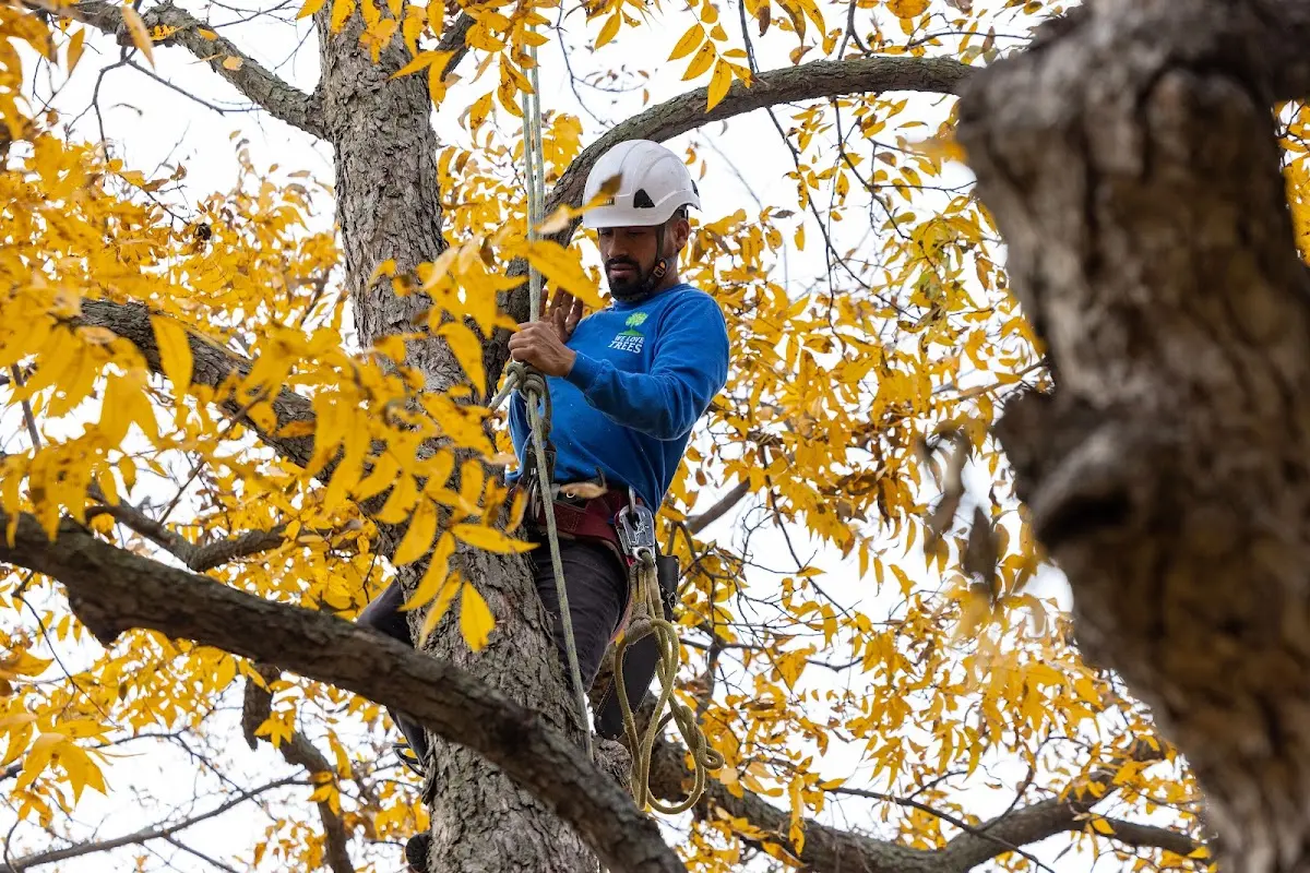 Skilled Tree Trimming crew working in Corriganville