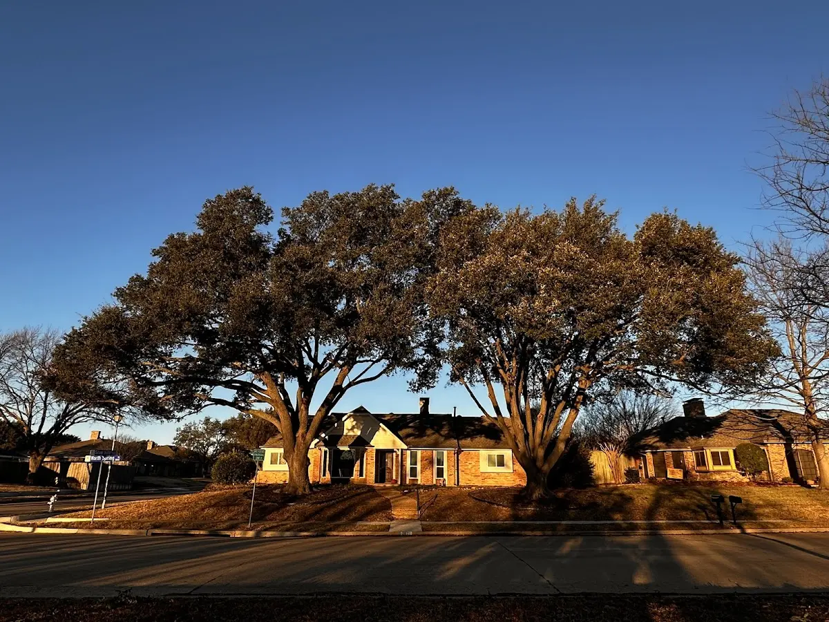 Established residential canopy tree shading a home in Corriganville